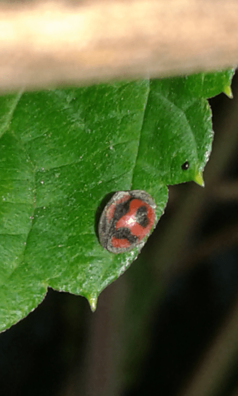 Rodolia cardinalis (Coccinellidae)? S.